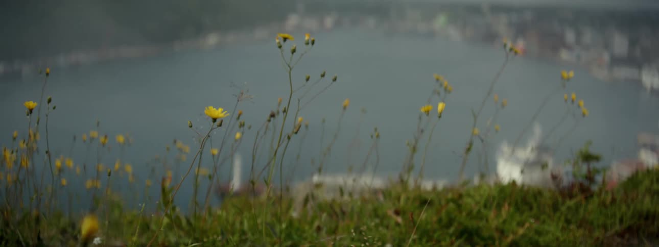 Wildflowers wave in the breeze in a field overlooking a town on the lake shore