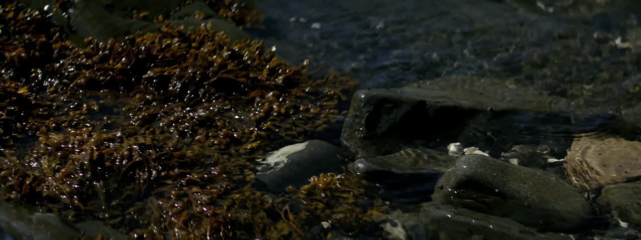 Closeup of a rocky shoreline with wet stones and seaweed