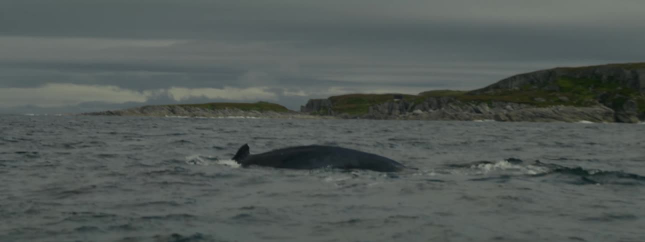 A large sea animal swims right off of a coast