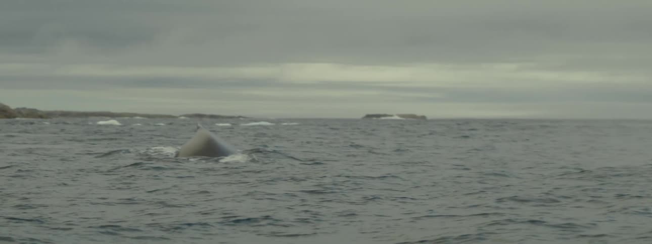 Whale splashing in a vast ocean
