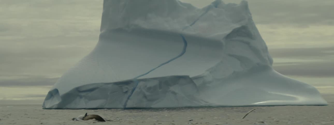 A whale breaks the surface in front of an iceberg floating in the ocean