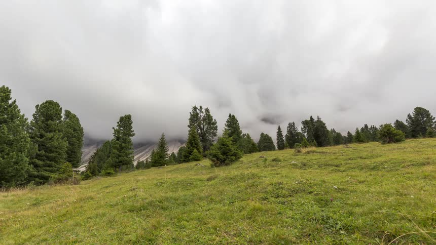 Natural landscape with a green field with a line of trees and mountains in the background all partially covered by low clouds and fog