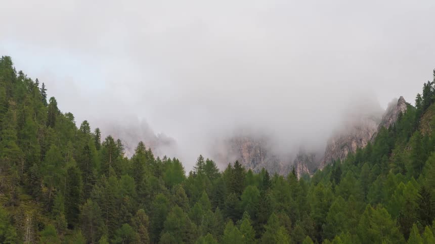 Conifers on a mountain on a foggy day