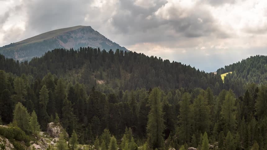 A forest of pine trees in a mountainous region and clouds passing quickly in the sky