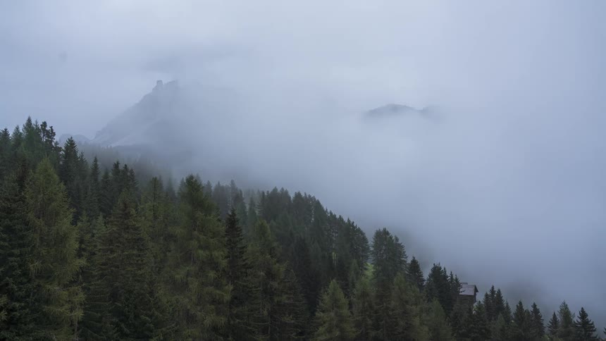 Dense coniferous forest with fog partially covering the trees and hills
