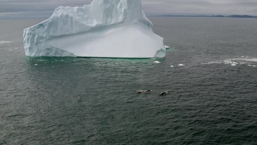 Two whales swim near a large iceberg off of a coast