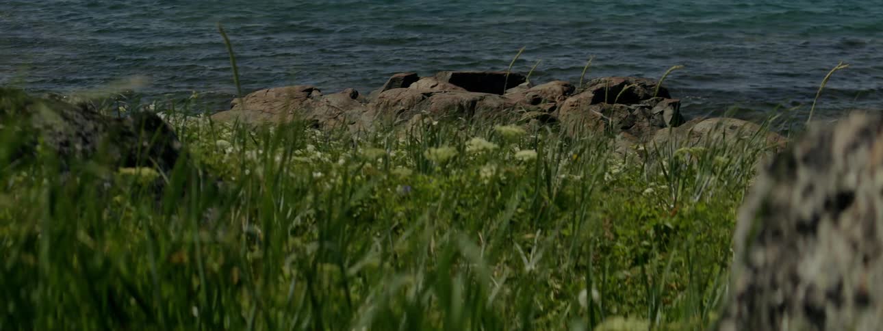 Blades of grass wave in the wind near a rocky coast