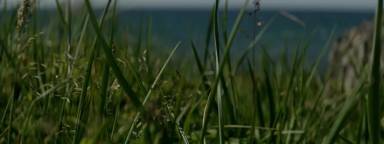 Closeup of grass waving in a field on a windy day