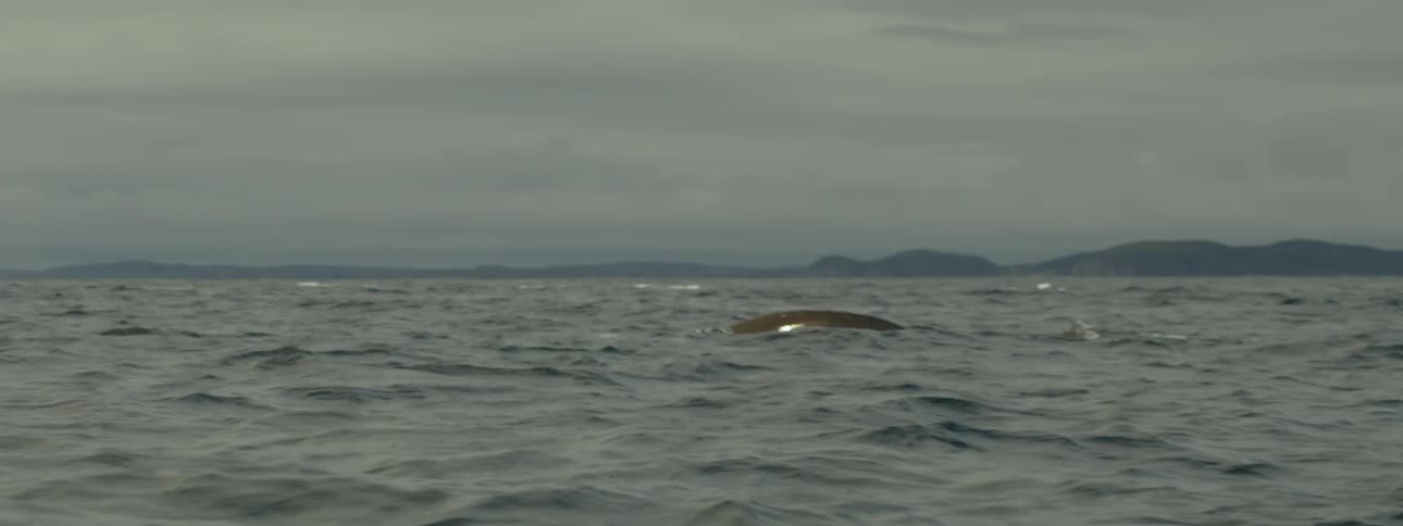 Whale appearing on the ocean surface on a cloudy day