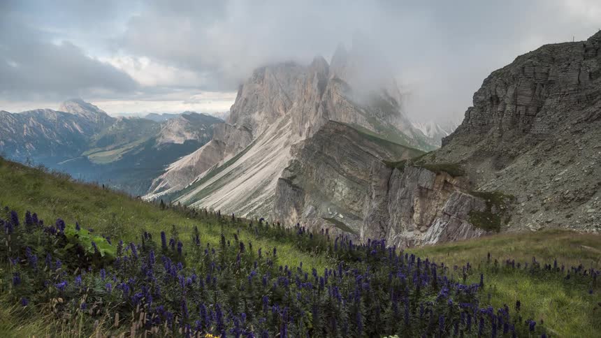 Animals move over slope partially covered in wildflowers while clouds pass over mountains