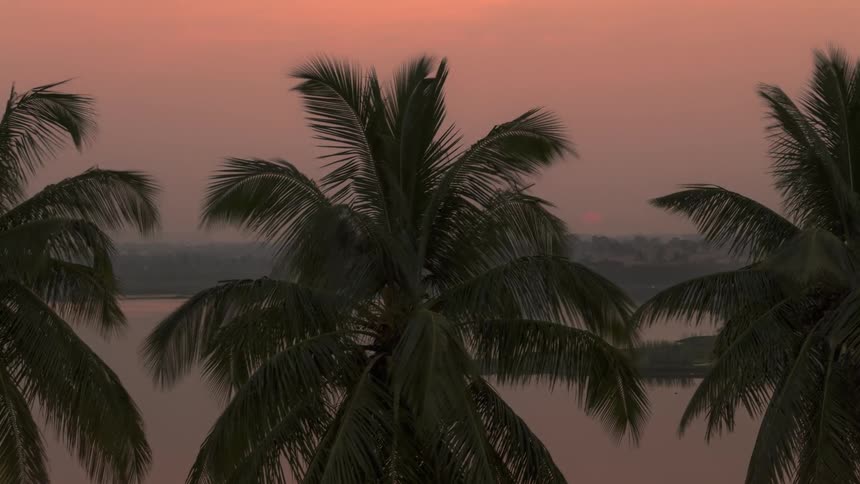 An orange sky with the sun setting and in front a palm tree moving with the wind