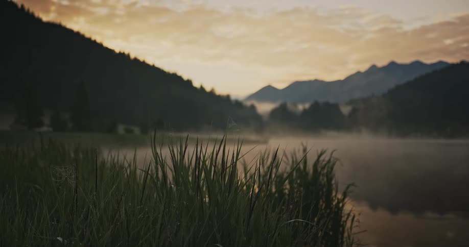 Several tall green bushes and behind a lake with fog flying overhead