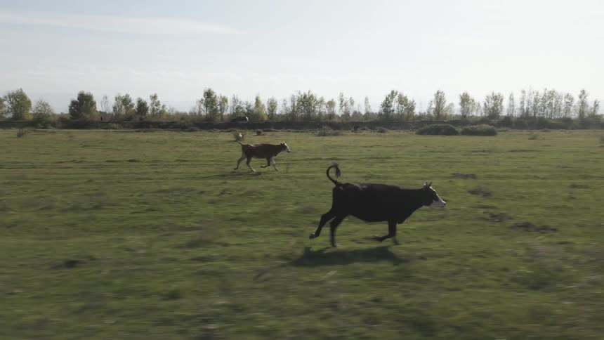 Two cows running across a grassy field on a sunny day