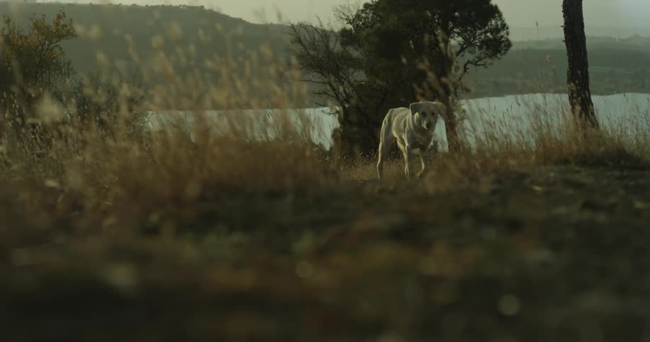 A dog walks by the lake on a windy day