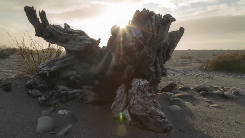 Dry tree trunk lying in the sand