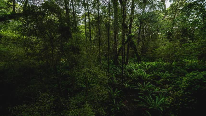 A jungle with several trees and green vegetation and sunlight reaching the environment
