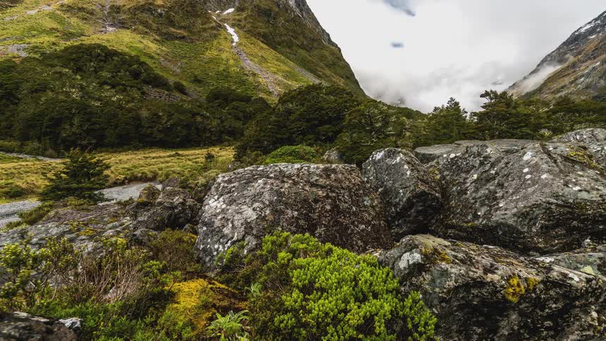 Natural landscape with rocks covered in lichen and undergrowth