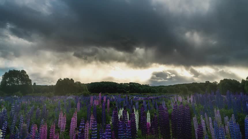 A field of purple flowers and in the sky there are several gray and white clouds passing by