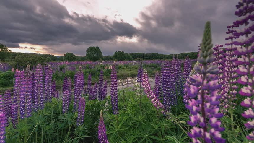 Vibrant field of lupine flowers in shades of purple contrasting with a cloudy sky