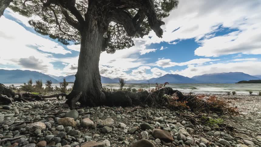 Waves come ashore on a rocky coast with sparse trees