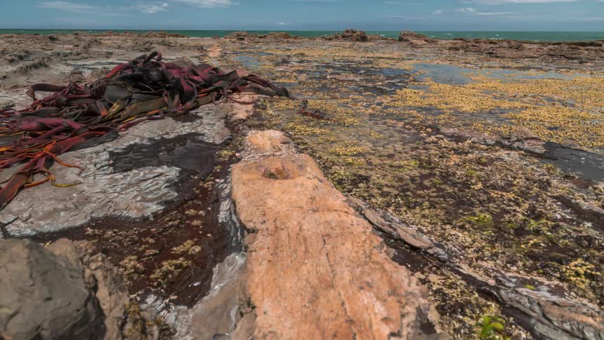 Red clump with many limp strands lies on shore among reflective pools during a cloudy day