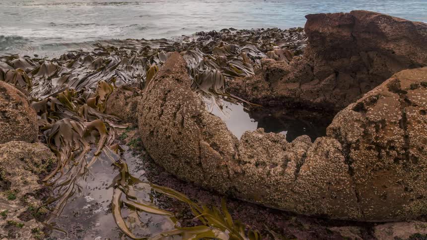 The water is pushing seaweed to the shore