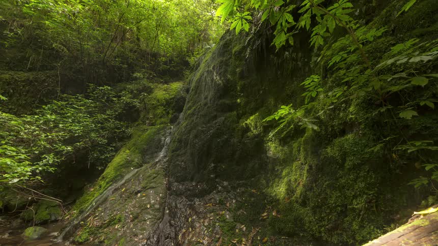 The forest is green all over