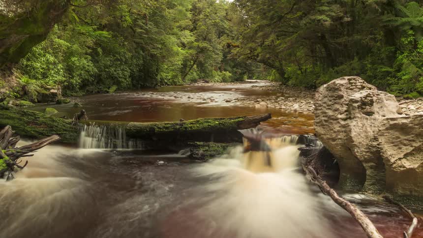 Stream gently flowing over a small waterfall in a forest with lush vegetation around