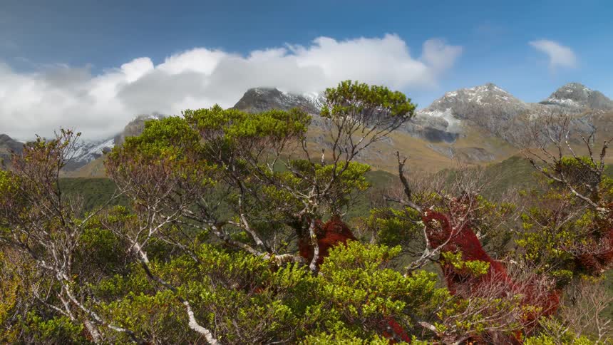 Passing clouds cast shadows on mountains towering over trees with limbs enveloped by red masses