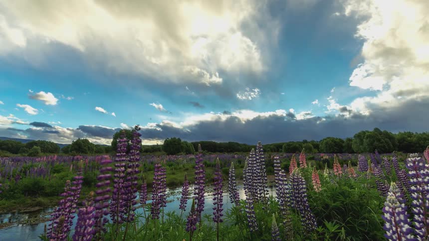 Landscape of purple plants by a lake on a cloudy day