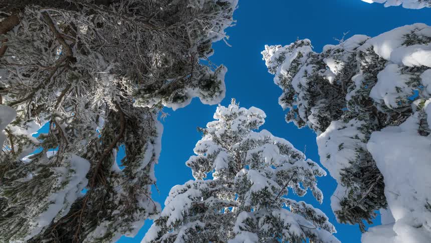 Upward view of conifers with snow against a blue sky