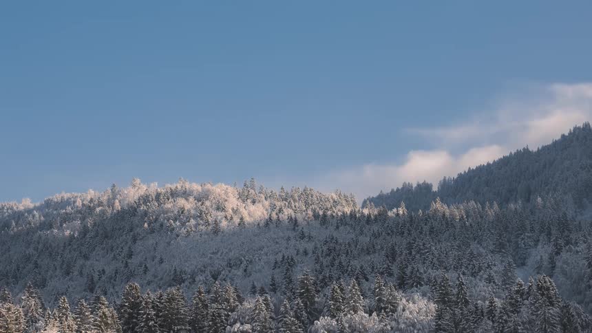 Mountain lights with snowy conifers during the day