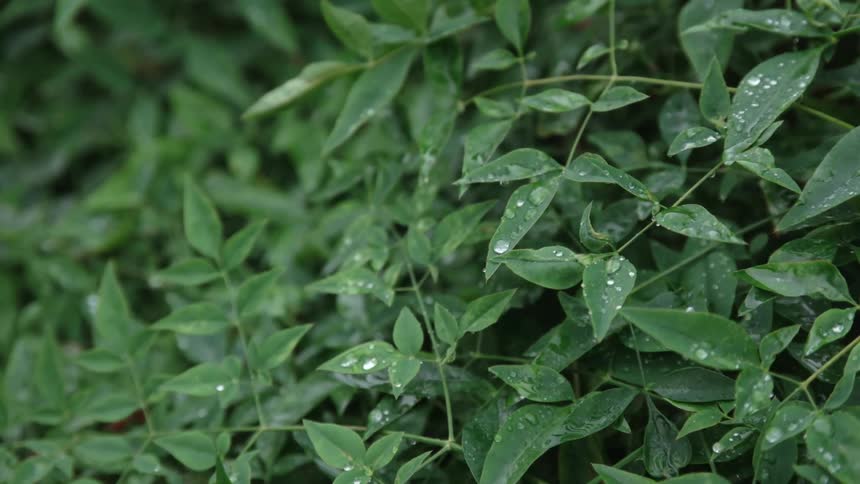 Close-up of dew gathered upon some leaves of plants