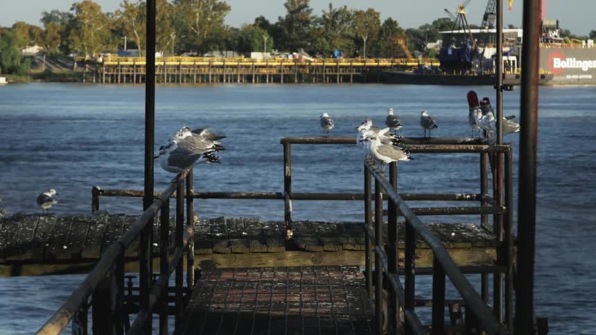 Seagulls landing and sitting on a dock