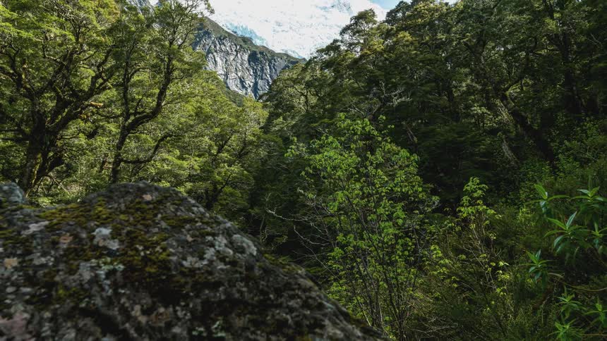 A forest growing near cliffs and a snowy mountain