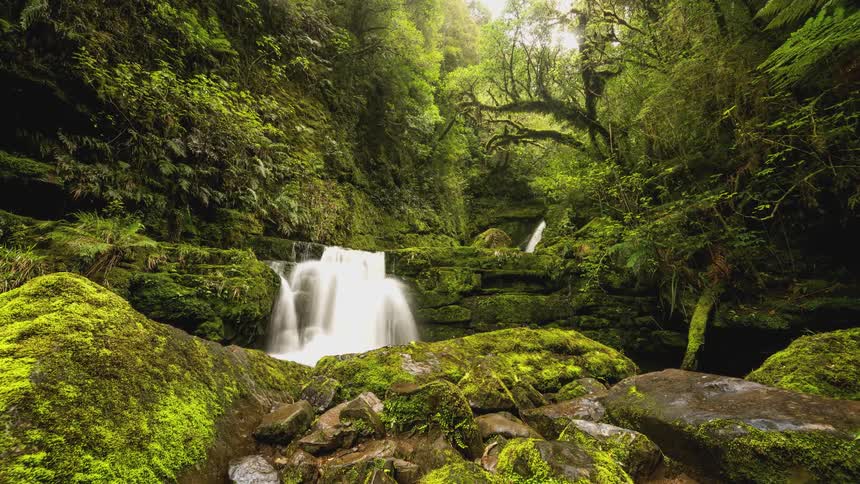 Small waterfalls with flowing waters in a forest with mosses and trees