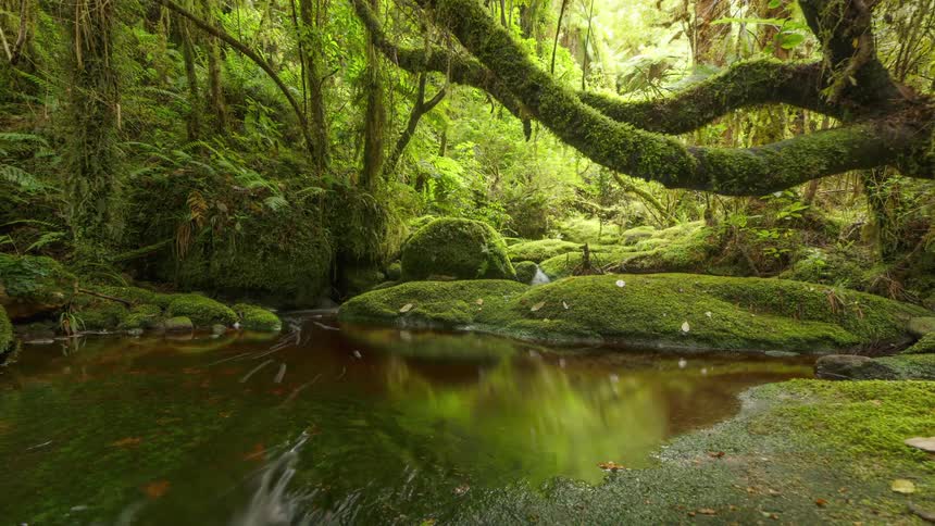 Water flows through thick forest covered in moss