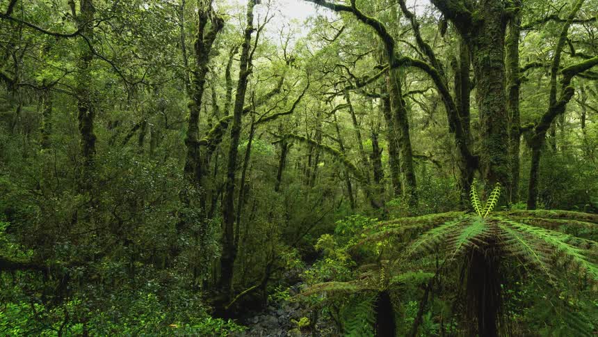 Panorama of a green forest during the day