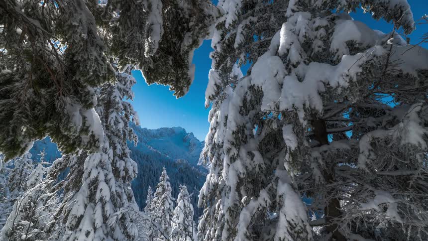 A snowcovered coniferous forest with trees bending under the weight of snow