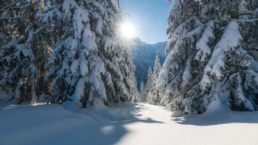 Sunlight shines on a snowcovered evergreen forest on a clear winter day