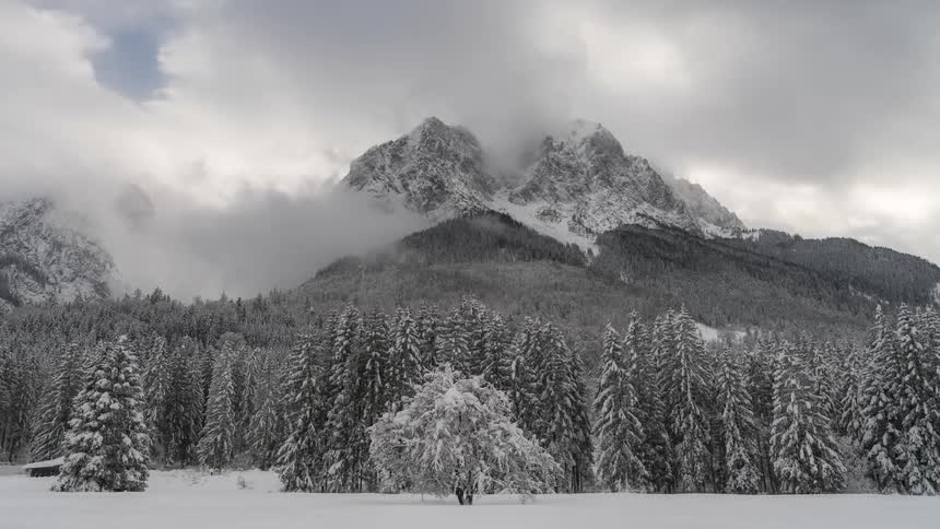 Rows of snow covered trees are in front of the mountain range