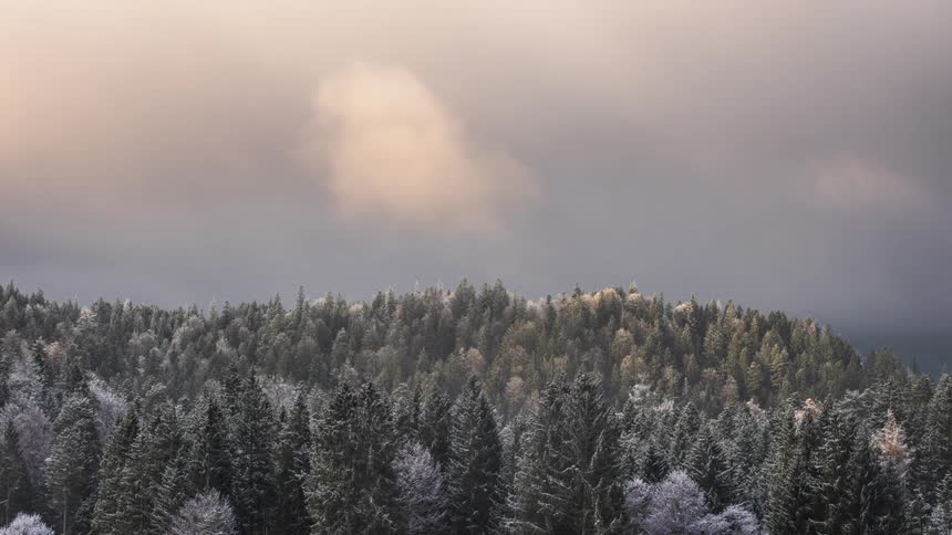 A thick layer of clouds rolling over a pine tree forest at winter