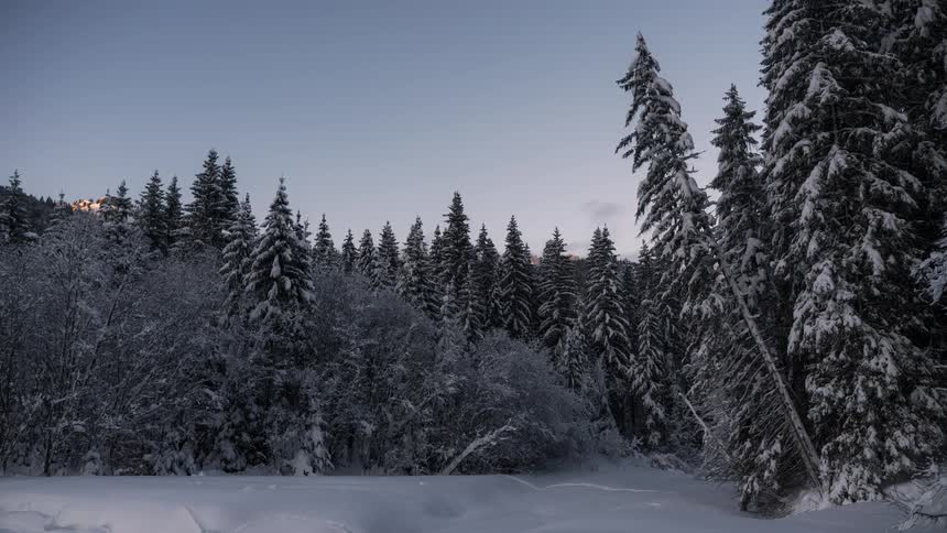 The forest is covered in snow