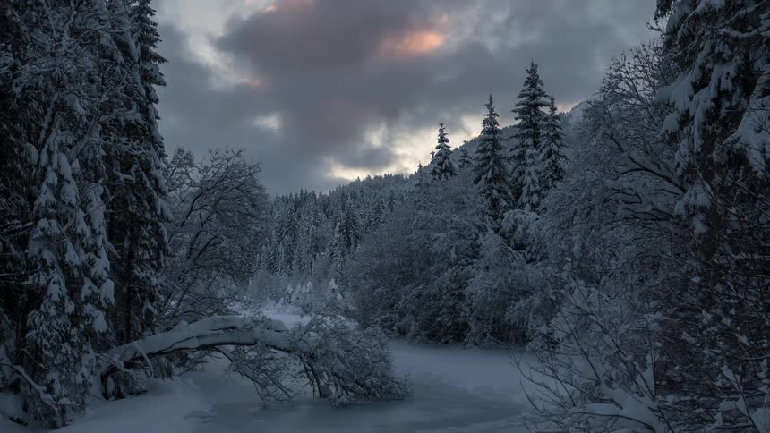 Coniferous forest covered by snow on a morning