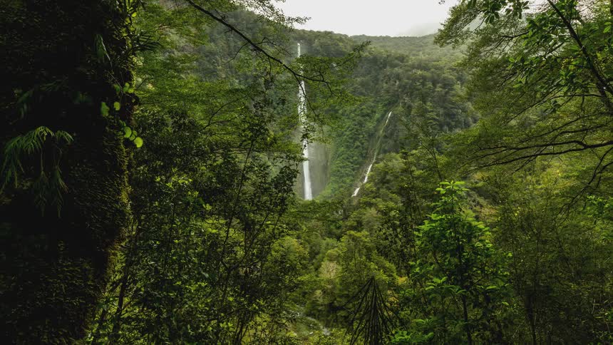 Forest and a waterfall in the background
