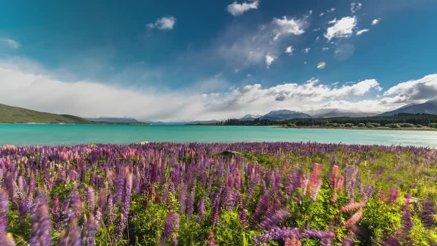 Clouds pass over a lake and a wildflower meadow on a summer day