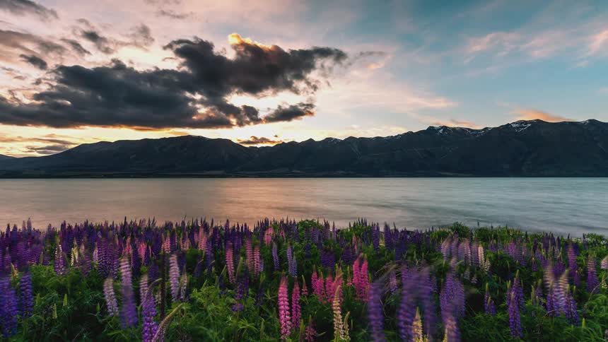 Time lapse of sunset over a field of wild flowers near a lake in the mountains