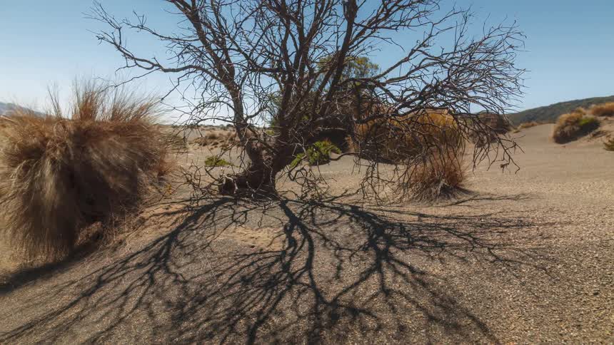 A plant with dry branches and no leaves in a desert sees if it is forming a shadow on the ground