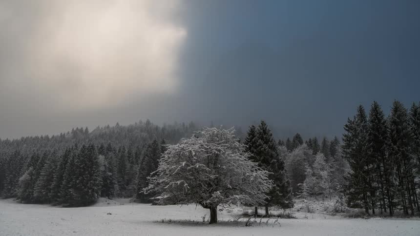Winter landscape highlighting leafy trees covered in snow and a cloudy sky