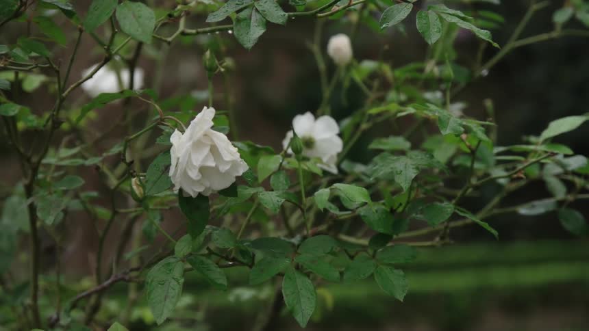 White flowers in bloom on a bush